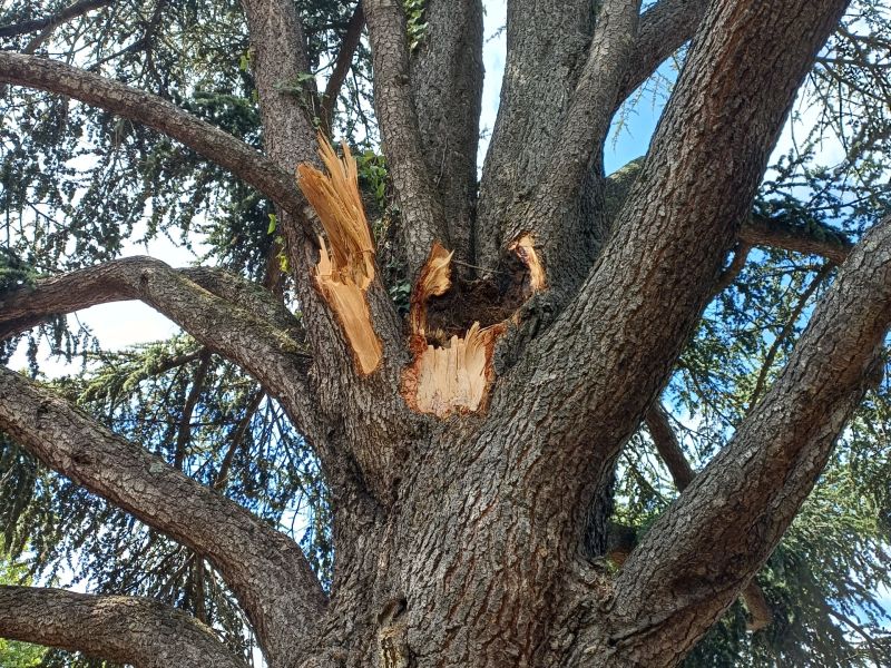 Photo of the damage to the Blue Atlas Cedar in Creswick