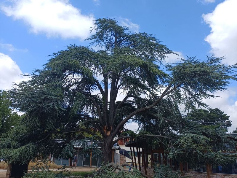 Photo of the Blue Atlas Cedar in Creswick