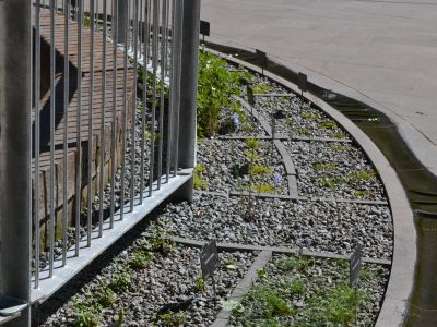 Wombat Hill Botanic Gardens Day Basin opening event